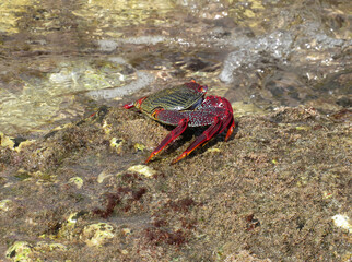 Moorish  Crab or Red Crab. (Grapsus adscensionis). Tenerife Island. Canary Islands. Spain. 