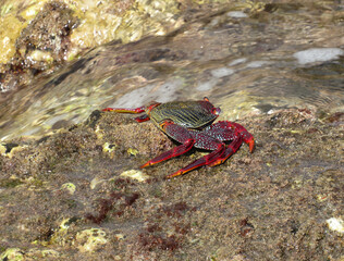 Moorish  Crab or Red Crab. (Grapsus adscensionis). Tenerife Island. Canary Islands. Spain. 