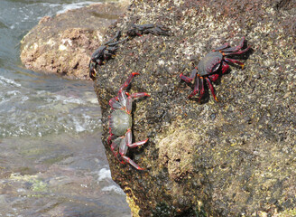 Moorish  Crab or Red Crab. (Grapsus adscensionis). Tenerife Island. Canary Islands. Spain. 