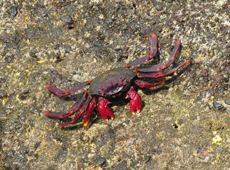 Moorish  Crab or Red Crab. (Grapsus adscensionis). Tenerife Island. Canary Islands. Spain. 