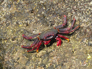 Moorish  Crab or Red Crab. (Grapsus adscensionis). Tenerife Island. Canary Islands. Spain. 