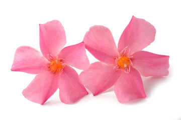 Oleander  flowers