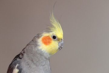 close up of a cockatiel