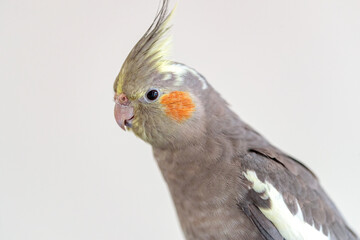close up of a cockatiel