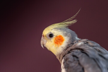 close up of a cockatiel