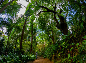 View of forest at La Vanille Nature Park which is located in the south of Mauritius island	