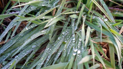 dew drops on blades of green grass in the morning after the night frost thaws - awakening of nature and sustainable environment 