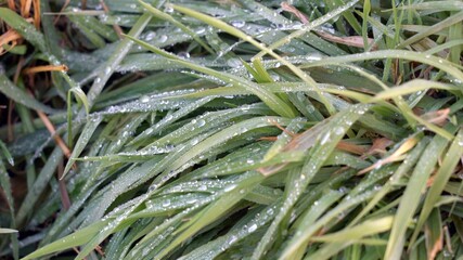 Obraz premium dew drops on blades of green grass in the morning after the night frost thaws - awakening of nature and sustainable environment 