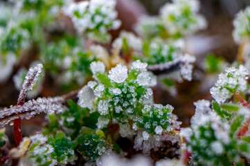 Frost ice crystals on a plant close-up. macro photography