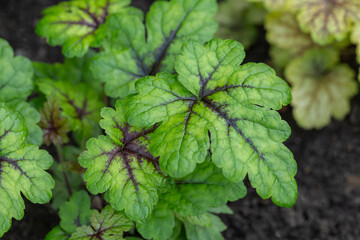 Beautiful green leaves of heucherella in a flower bed. Gardening, hobby, perennials, landscaping.