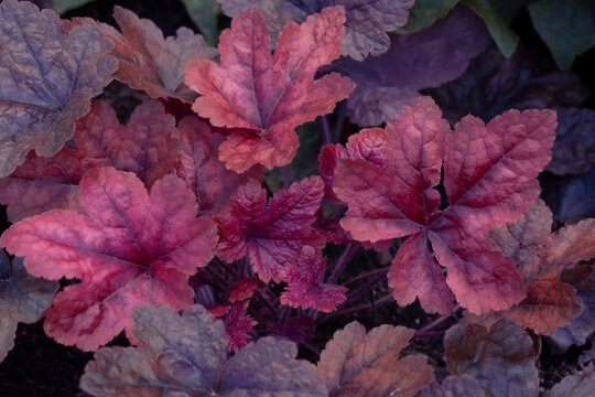 Beautiful purple heuchera leaves in a flower bed. Gardening, hobbies, perennials, landscaping.