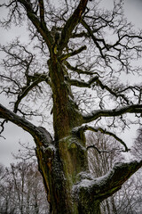 Alter Baum, Eiche, stolze Eiche, Baum, Äste, Zweige, alter dicker Baum, Geißruheiche