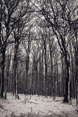 Wald, Bäume, Winter, Schnee, Baum