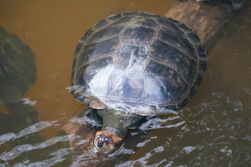 Swimming Amazon river turtle. Iranduba, Amazonas state, Brazil.