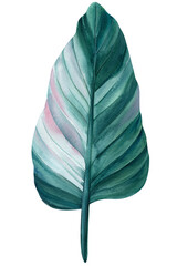 Green tropical leaf on white background, watercolor illustration, jungle design