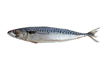 Fresh frozen mackerel. Raw fish. Healthy diet food. Isolated on white background. Close-up.