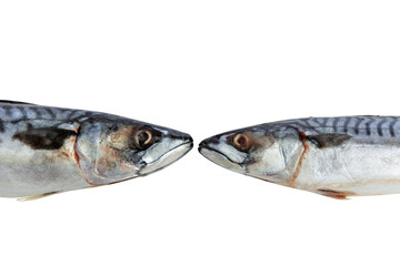 Two fresh-frozen mackerels lie nose to nose. Raw fish. Healthy diet food. Isolated on white background. Close-up.