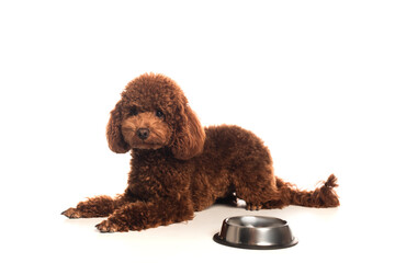 curly poodle lying near metallic bowl with food on white.