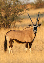 Gemsbok in the Kgalagadi