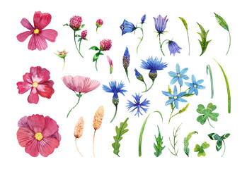Wildflowers watercolor set. Cosmos flowers, cornflower, clover, bells, ears and leaves. Isolated on white.