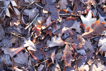 Leaves on the Ground