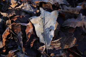 Frosted Leaf on the Ground