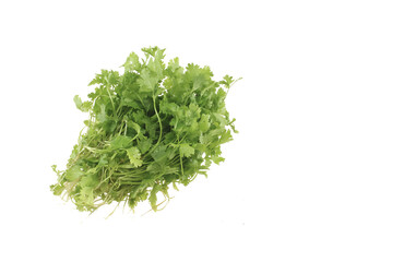 Chinese coriander