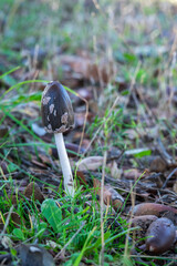 Coprinopsis picacea is a species of fungus in the family Psathyrellaceae.