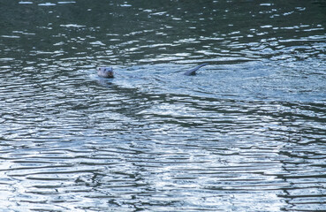 A mature and solitary otter swims as it passes through the city where it is known by its inhabitants
