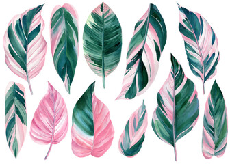 set of tropical leaves on a white background, palm leaves, watercolor illustration, ficus and calathea