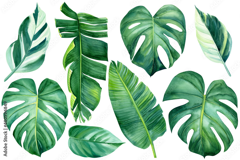 Wall mural Tropical watercolor palm leaves on an isolated background, set of green plants, botanical illustration