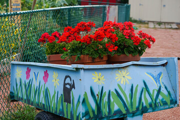 A cluster of pots with bright red blooming geraniums creates a welcoming mood to an inner city Community Garden.