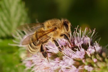bee on a flower in the garden