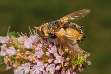 small colorful fly on a flower