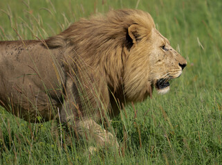 Lion in profile