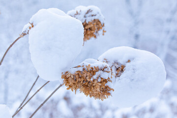 Hydrangea under the snow in the garden