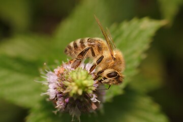 bee on a flower in the garden
