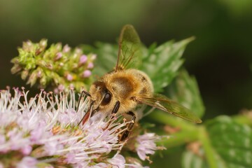 bee on a flower in the garden