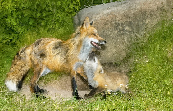 red fox with cub,photo art
