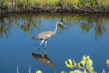 The great blue heron (Ardea herodias)