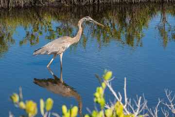 The great blue heron (Ardea herodias)