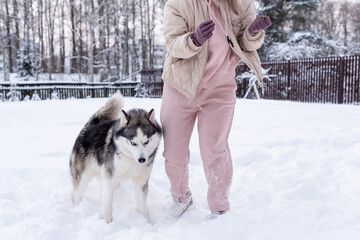 Young woman playing with siberian husky dog in the snow on winter day, training and walking her pet dog. Friendship, lovely dog, best pet, dog for a walk with his owner