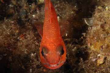 Red fish posing for the camera underwater during a scuba diving 