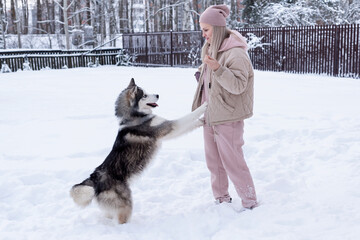 Young woman playing with siberian husky dog in the snow on winter day, training and walking her pet dog. Friendship, lovely dog, best pet, dog for a walk with his owner