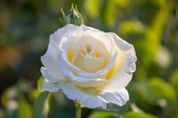 white sunny rose