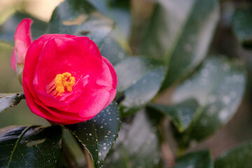 Red rose budding in a garden