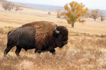 Raamstickers Amerikaanse bizon - Colorado - herfst © Bernie Duhamel