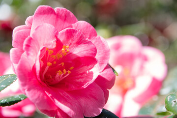 Naklejka premium Pink rose flower