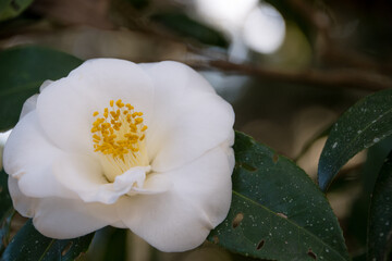 White magnolia flower