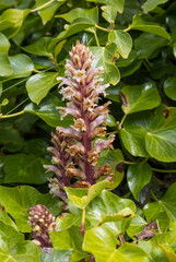 Ivy broomrape (Orobanche hederae), Castle Hill, Tenby, Pembrokeshire, Wales